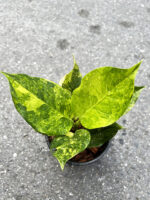 Aglaonema Khanmark Variegated - Image 3