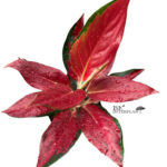 Aglaonema Sasomsap Red Full