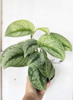 Scindapsus Silver Lady - Image 2