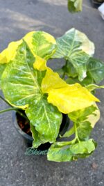 Syngonium Golden Allusion Variegated - Image 3