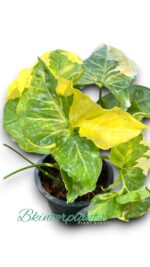 Syngonium Golden Allusion Variegated