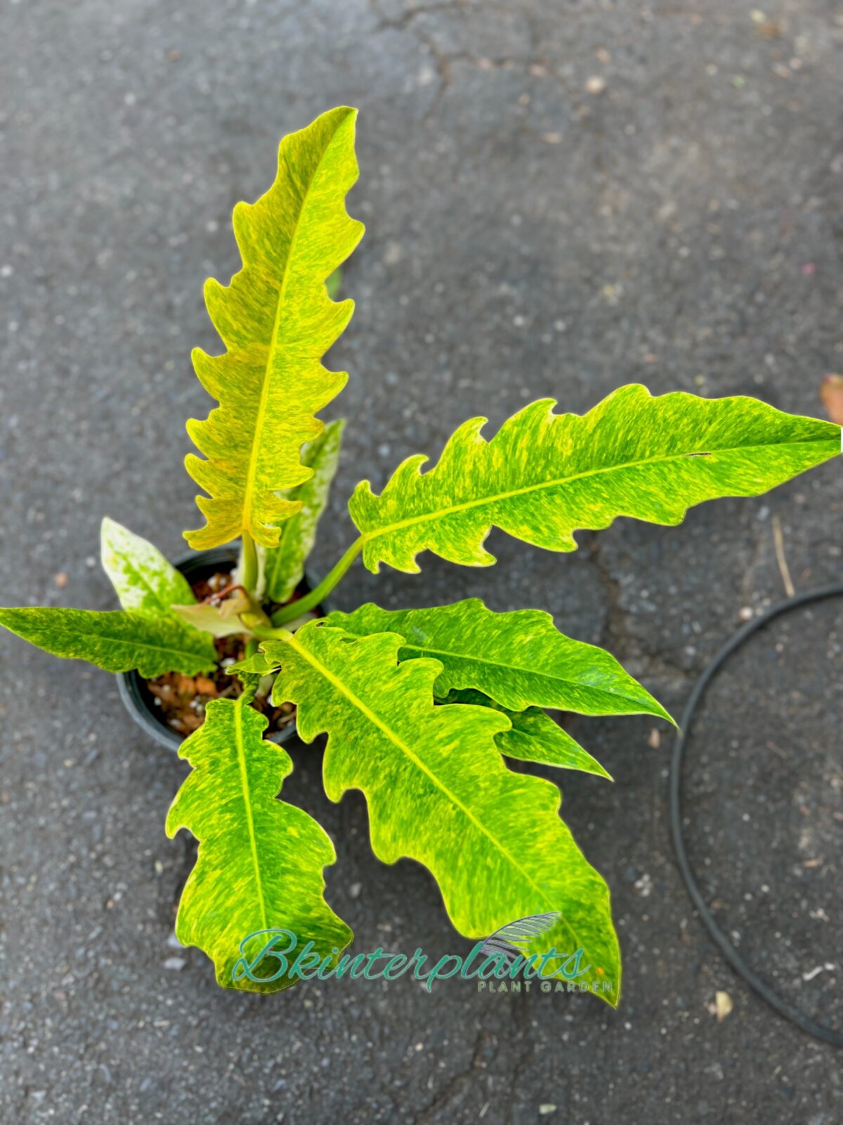 Philodendron Serratum Aurea Marble - Image 2
