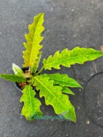 Philodendron Serratum Aurea Marble - Image 2