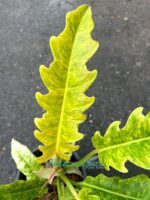 Philodendron Serratum Aurea Marble