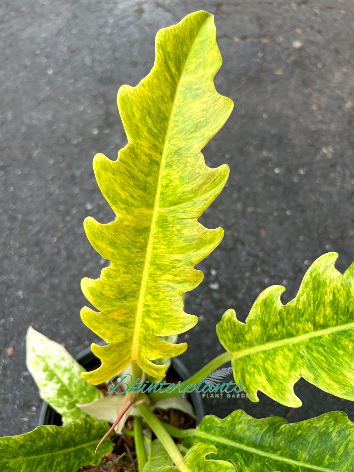 cimg_4557-photoroom_1_.jpg Philodendron Serratum Aurea Marble - Image 1