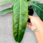 Philodendron Patriciae