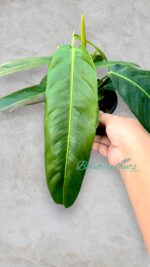 Philodendron Patriciae