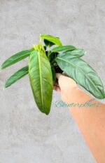 Philodendron Patriciae - Image 2