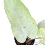Philodendron Whipple Way Mottled