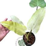 10 Plants Philodendron Whipple Way Mottled