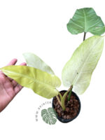 10 Plants Philodendron Whipple Way Mottled