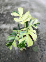 Rhaphidophora Tetrasperma Variegated (Mini Ginny Monstera) - Image 3