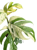 Epipremnum Pinnatum Marble Variegated Size L - Image 3