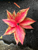 Aglaonema Galaxy - Image 2