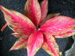 Aglaonema Galaxy