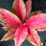 Aglaonema Galaxy