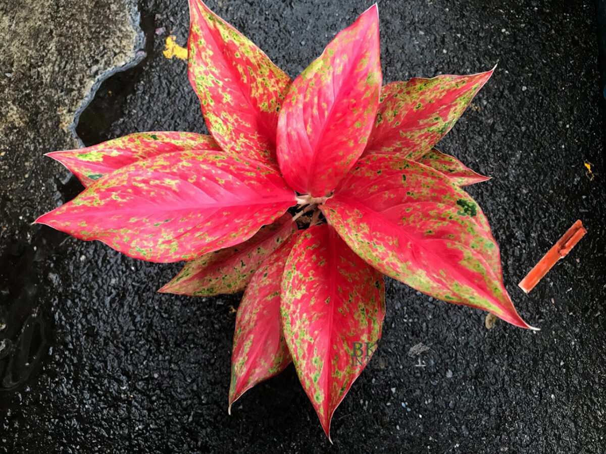 Aglaonema Galaxy - Image 4