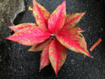Aglaonema Galaxy - Image 4