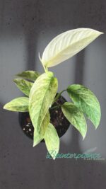 Monstera Laniata Mint Variegated Size S