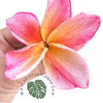 Plumeria Apple