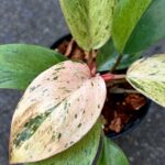 Philodendron Drafted Red Congo Mint Marble