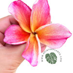 Plumeria Apple