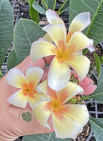 Plumeria Morning Star