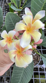 Plumeria Morning Star - Image 2