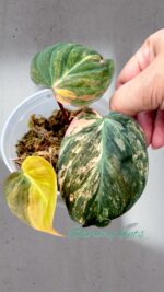Philodendron Mican Pink/Aurea Variegated - Image 2