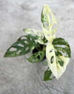 Monstera Adansonii Albo Variegated - Image 3