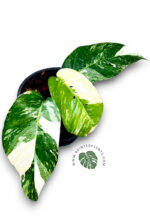 Epipremnum Pinnatum Albo Variegated Size S - Image 2