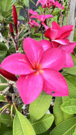 Plumeria Oppa - Image 2