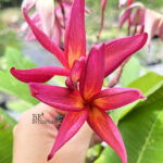 Plumeria Suangsuda