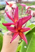 Plumeria Suangsuda