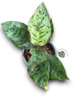 Aglaonema Red Army - Image 3