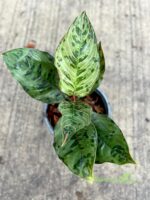 10 Plants Aglaonema Red Army - Image 3