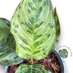 Aglaonema Red Army