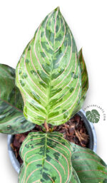 Aglaonema Red Army
