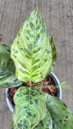 10 Plants Aglaonema Red Army