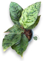 Aglaonema Red Army - Image 2