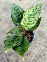 10 Plants Aglaonema Red Army - Image 2