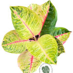 Aglaonema Emerald Moonlight