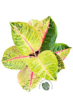 Aglaonema Emerald Moonlight