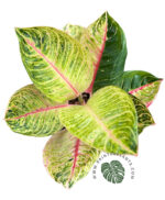 Aglaonema Emerald Moonlight - Image 3