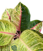 Aglaonema Emerald Moonlight - Image 2