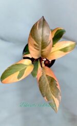 Philodendron Black Cadinal variegated size S - Image 3