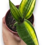 Sansevevieria Senegambica Variegated