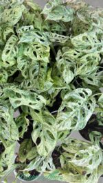 Monstera Adansonii Spp. Lalianata motled Variegated - Image 2