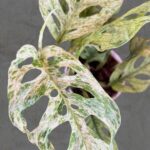 Monstera Adansonii Spp. Lalianata motled Variegated