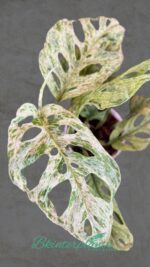 Monstera Adansonii Lalianata Mottled Variegated with unique mottled fenestrated leaves